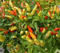 Local Pepper (Kono Kondo, etc.)